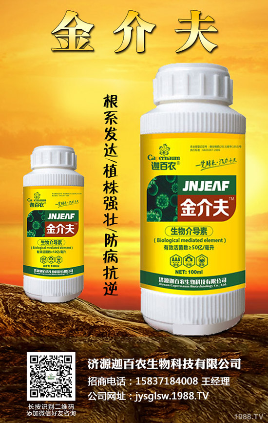 生姜得了莖基腐病怎么辦？生姜莖基腐病的診斷與防治！