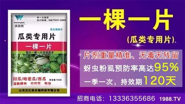 蚜蟲、飛虱防不??？一片藥輕松搞定！預(yù)防率95%，持效長達(dá)120天！