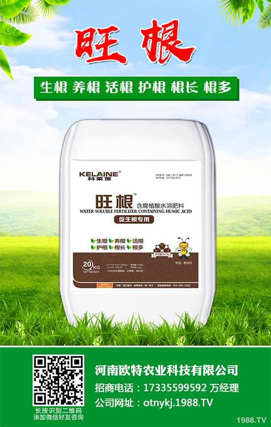 大蔥干尖是咋回事？怎樣解決？大蔥干尖的原因及防治