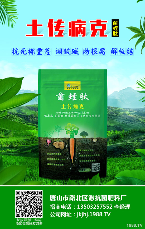 番茄立枯病危害癥狀，番茄立枯病怎么防治？