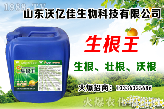 影響草莓花芽分化因素有哪些？草莓花芽分化期與定植管理要點(diǎn)！