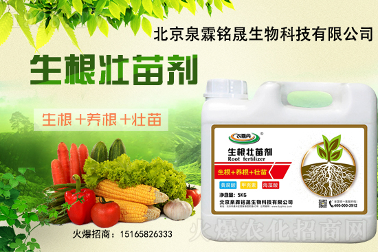 一豆難求！2020-11-25東北大豆上漲迅猛