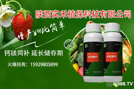 西紅柿卷葉是什么原因，西紅柿卷葉防治措施有哪些？