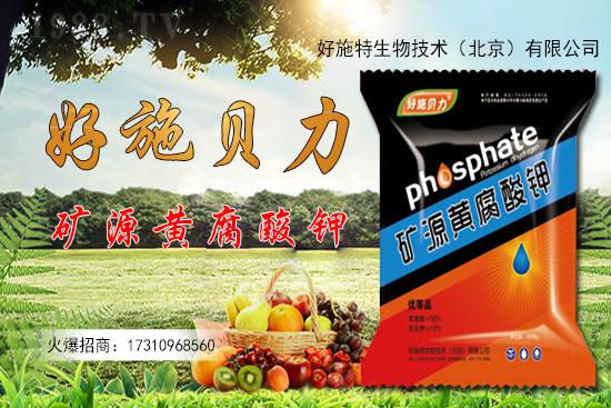 洋姜多少錢一斤？洋姜種植前景如何？（附種植技術(shù)）