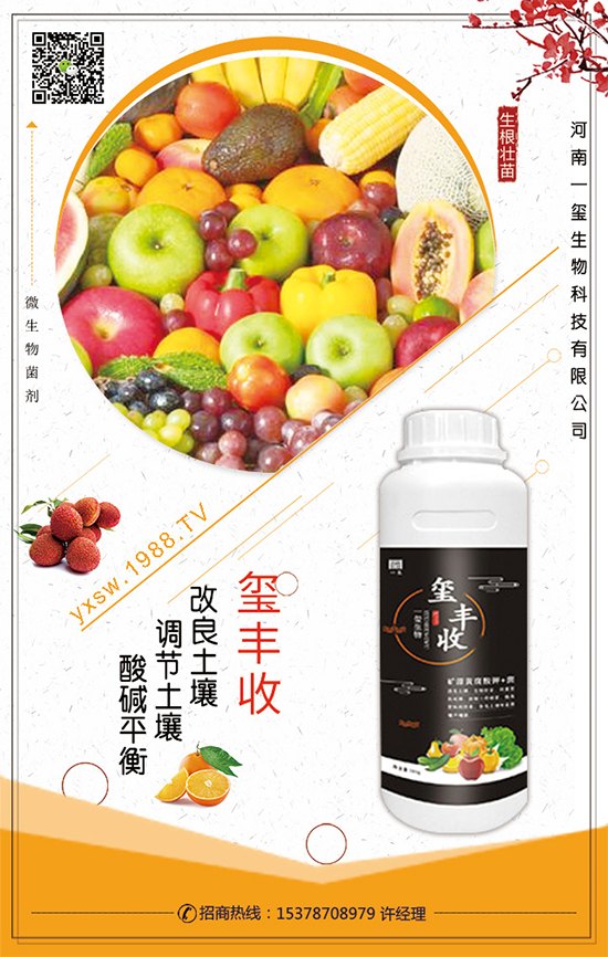 空心菜什么時間栽培？空心菜的栽培要點！