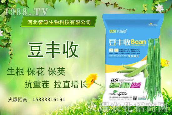 用了“豆豐收”，豆角拉直增長產(chǎn)量高？豆豐收有什么優(yōu)勢？
