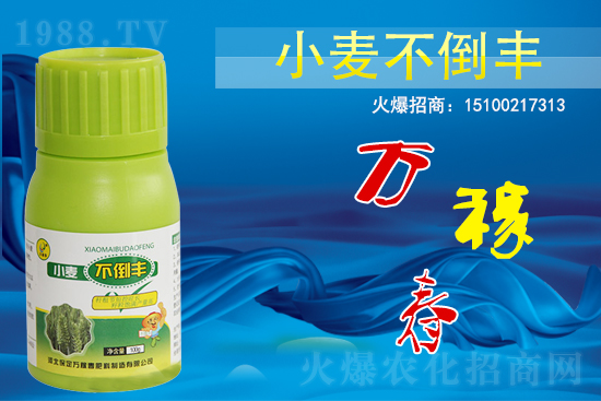 小麥不倒怎么做？還得是用小麥不倒豐!