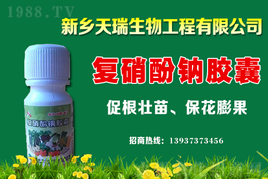 小麥價格
