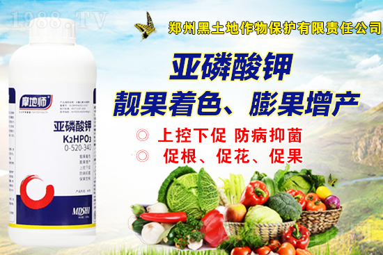 2022年2月19日磷銨新報(bào)價(jià)是多少？