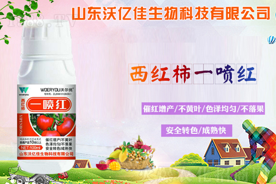 番茄轉(zhuǎn)色不良的原因？轉(zhuǎn)色期要注意哪些問(wèn)題？