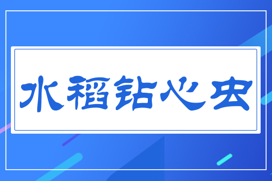 水稻鉆心蟲