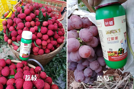 �t���ء�ֻ���D(zhu��n)ɫ�������D(zhu��n)ɫ���������߼t���ó���
