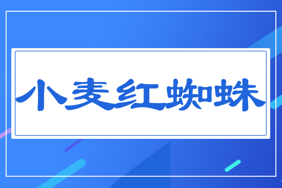 小麥紅蜘蛛