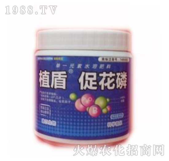 �ٻ���-ֲ��-� �����