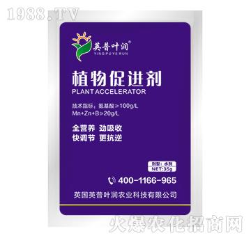 ֲ����M(j��n)��-Ӣ���~��