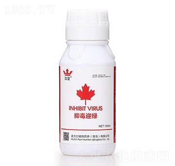 抑毒迎綠（專治病毒?。?綠肥紅瘦