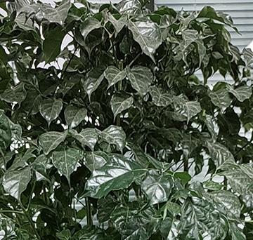 菜豆樹(shù)-老李生物