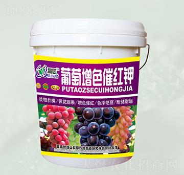 ������ɫ�߼t�-���@����