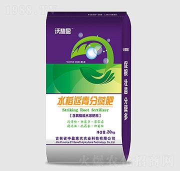 水稻返青分蘗肥-沃碧盈-中盈惠農