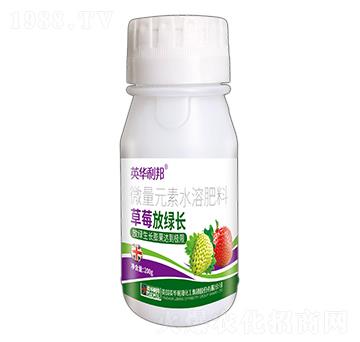 ��ݮ�žG�L(zh��ng)-Ӣ�A����-��˴ֲ��