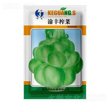 渝豐榨菜-科光種苗