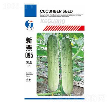 新燕095-科光種苗